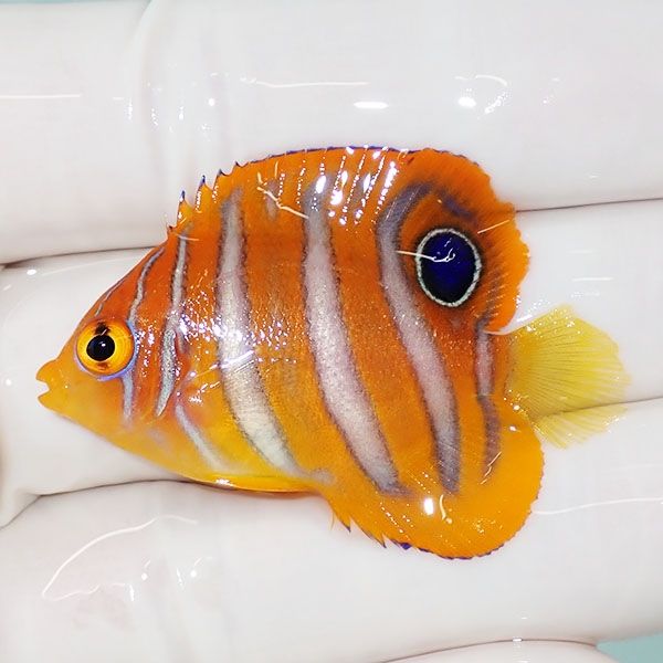 【現物3】ニシキヤッコ 4.5cm±!海水魚 ヤッコ15時までのご注文で当日発...