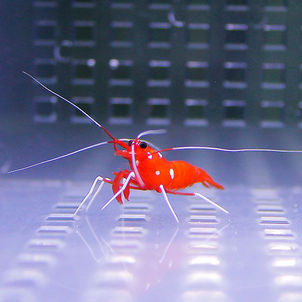 ホワイトソックス 2-3cm± ベビー 海水魚 エビ!【15時までのご注文で当日...