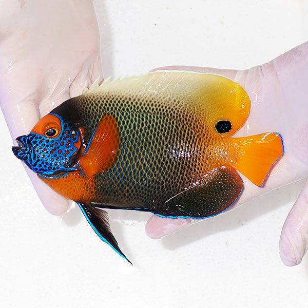 【現物12】アデヤッコ成魚 17cm± ! 海水魚 ヤッコ (t111(t207