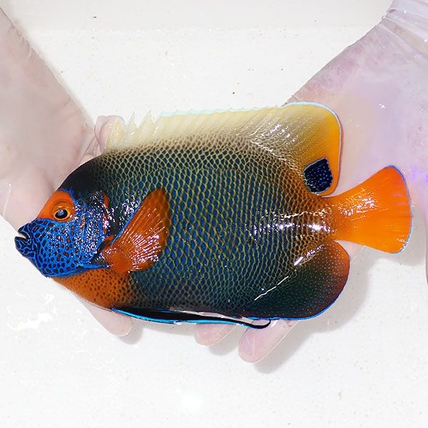 【現物11】アデヤッコ成魚 21cm± ! 海水魚 ヤッコ (t111(t207