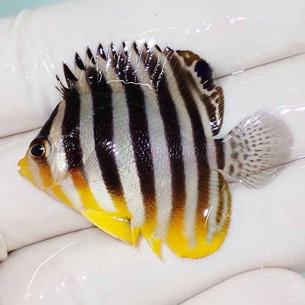 【現物21】sale シマヤッコ 4.3cm±! 海水魚 生体 15時までのご注文で当...