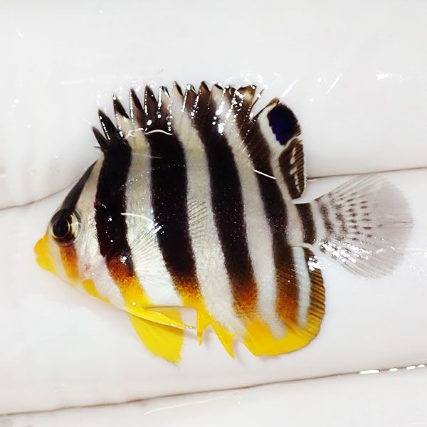 【現物16】ヒレかけあり シマヤッコ 3.2cm±! 海水魚 生体 15時までのご...