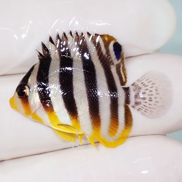 【現物17】sale シマヤッコ 3.3cm±! 海水魚 生体 15時までのご注文で当...