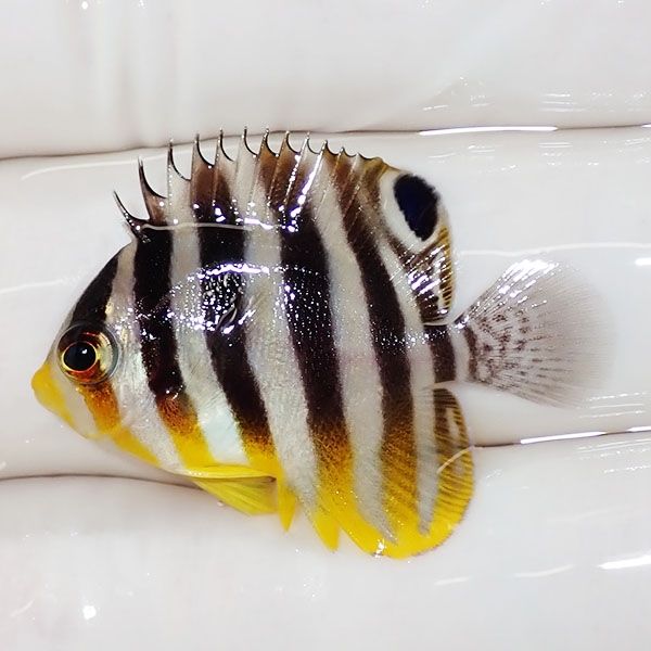 【現物19】sale シマヤッコ 3cm±! 海水魚 生体 15時までのご注文で当日...