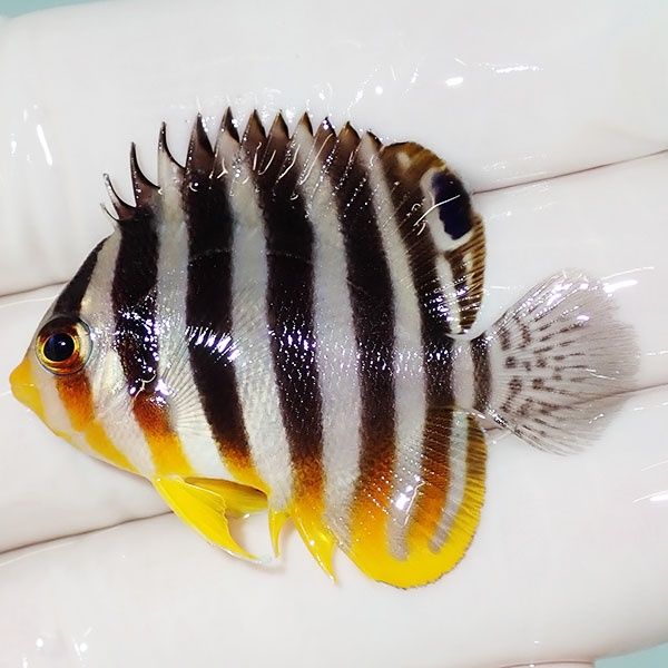 【現物20】sale シマヤッコ 4cm±! 海水魚 生体 15時までのご注文で当日...