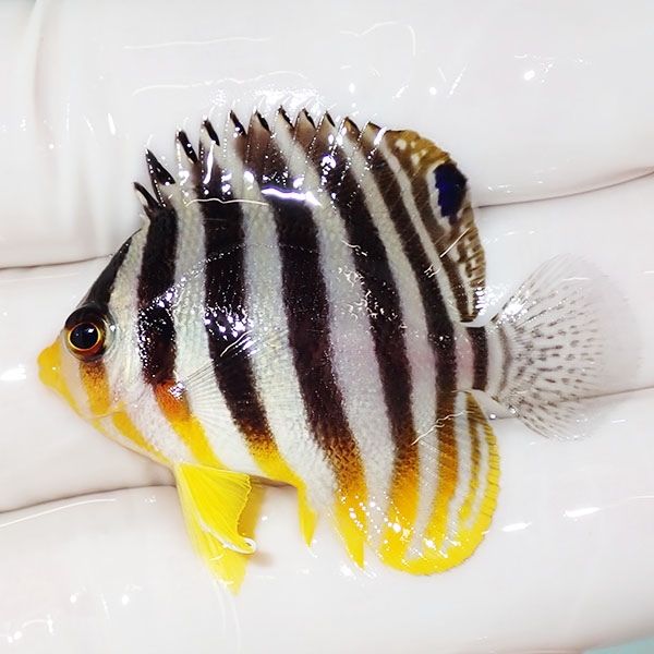 【現物22】sale シマヤッコ 4cm±! 海水魚 生体 15時までのご注文で当日...