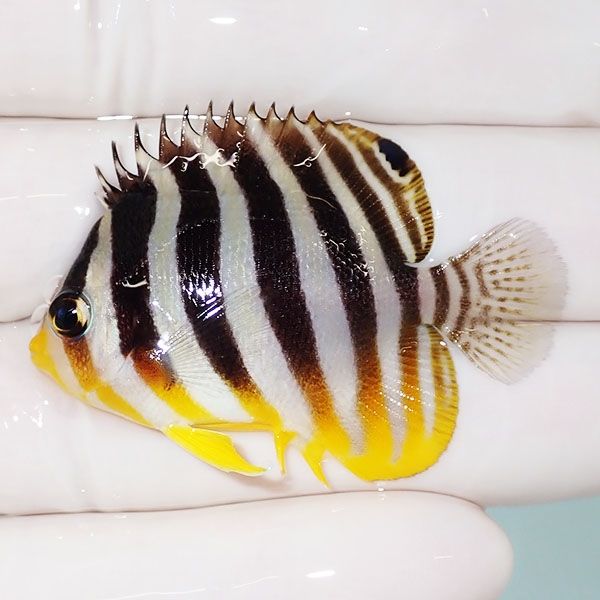 【現物23】sale シマヤッコ 4.5cm±! 海水魚 生体 15時までのご注文で当...