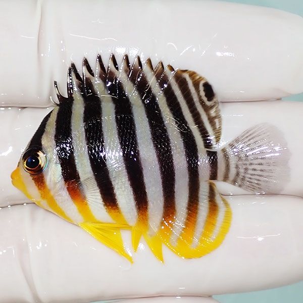 【現物24】sale シマヤッコ 4.8cm±! 海水魚 生体 15時までのご注文で当...