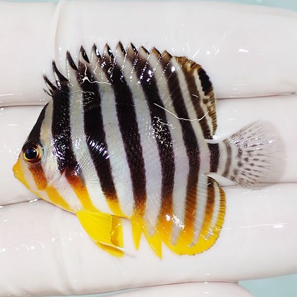 【現物25】sale シマヤッコ 5cm±! 海水魚 生体 15時までのご注文で当日...