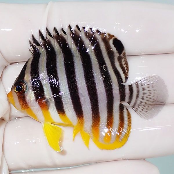 【現物30】sale シマヤッコ 5.2cm±! 海水魚 生体 15時までのご注文で当...