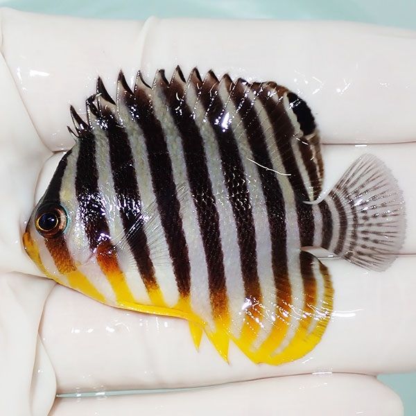 【現物31】sale シマヤッコ 5.5cm±! 海水魚 生体 15時までのご注文で当...