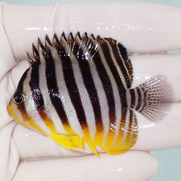 【現物34】sale シマヤッコ 6cm±! 海水魚 生体 15時までのご注文で当日...