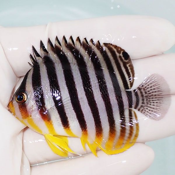 【現物35】sale シマヤッコ 6.5cm±! 海水魚 生体 15時までのご注文で当...