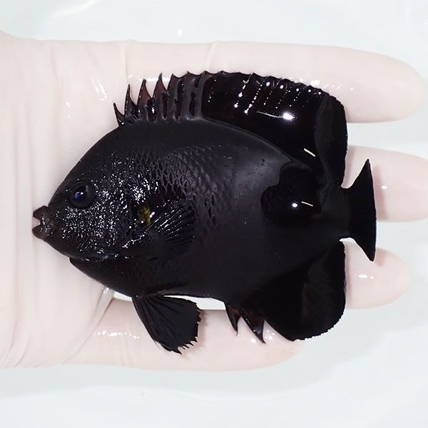 【現物1】オハグロヤッコbig 10cm! 海水魚 ヤッコ 15時までのご注文で当...