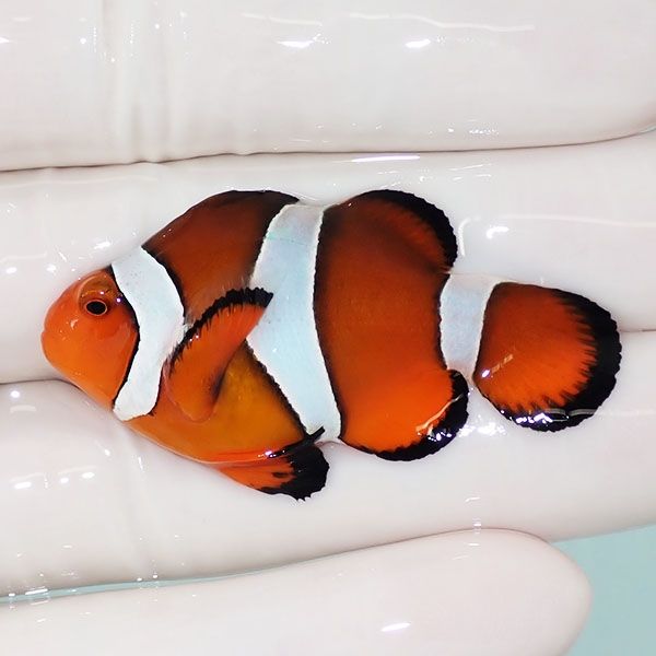 【現物1】カクレクマノミ ショートボディー 4.8cm± ! wild 海水魚 カク...