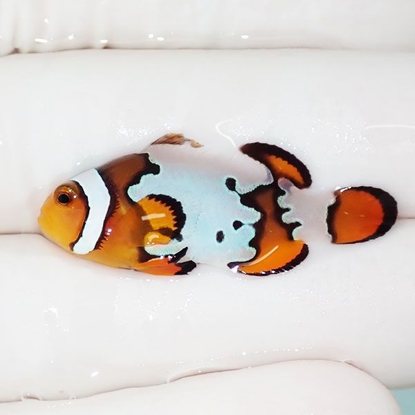 【現物1】ブラックアイスオセラリス 3.5cm±! 海水魚 クマノミ 餌付け 15...