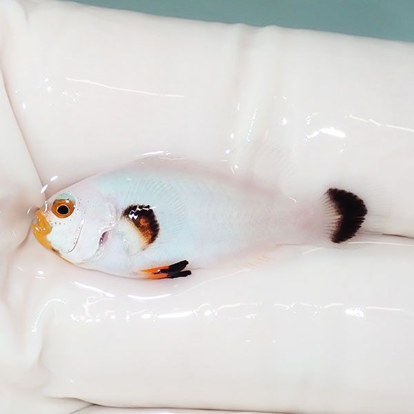 【現物3】プラチナクラウン 3cm±!海水魚 クマノミ ブリード 15時までの...