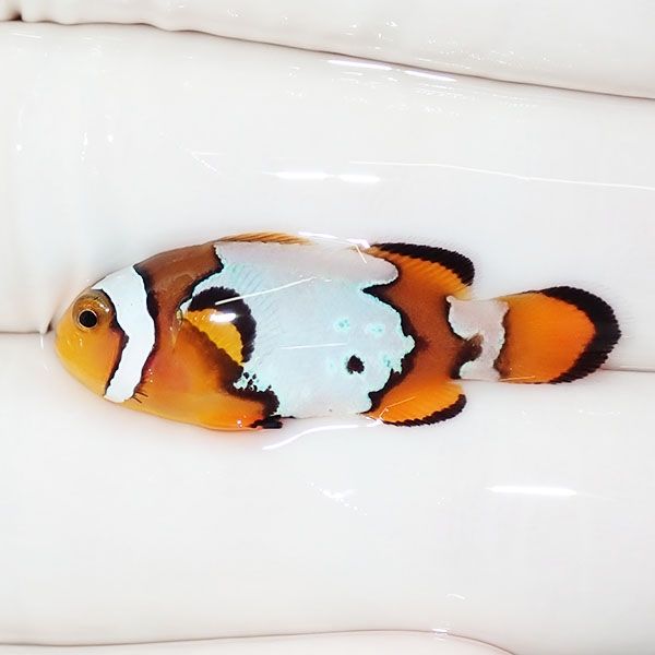 【現物1】スノーフレークオセラリス 3cm±!海水魚 クマノミ ブリード 15...