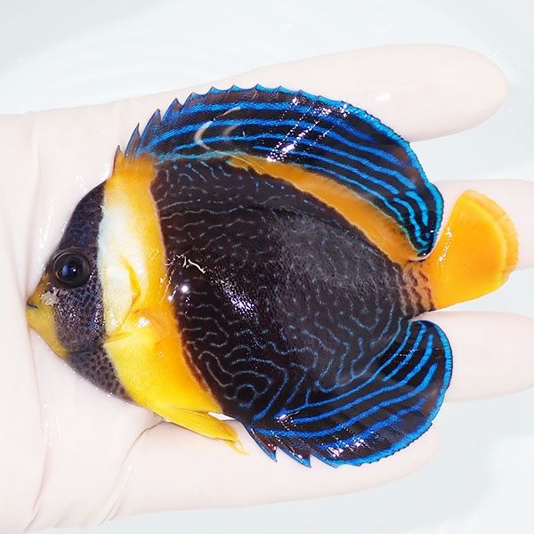 【現物1】少し顔スレ スクリブルドエンゼル 9.5cm±! 海水魚 ヤッコ 15時...