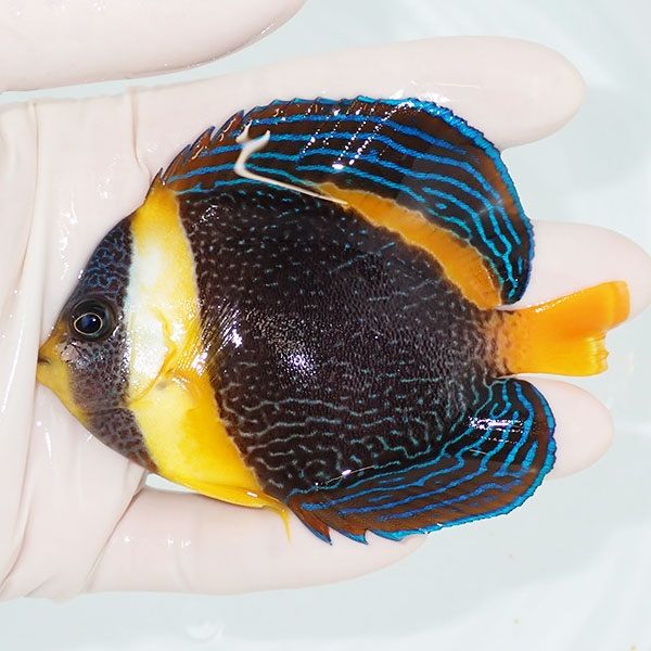 【現物2】少し顔スレ スクリブルドエンゼル 9.5cm±! 海水魚 ヤッコ 15時...