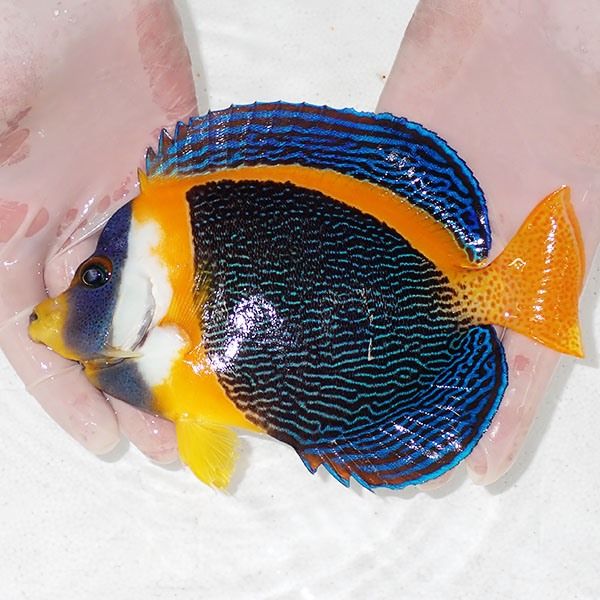 【現物3】スクリブルドエンゼル オス個体 18.5cm±! 海水魚 ヤッコ 15時...