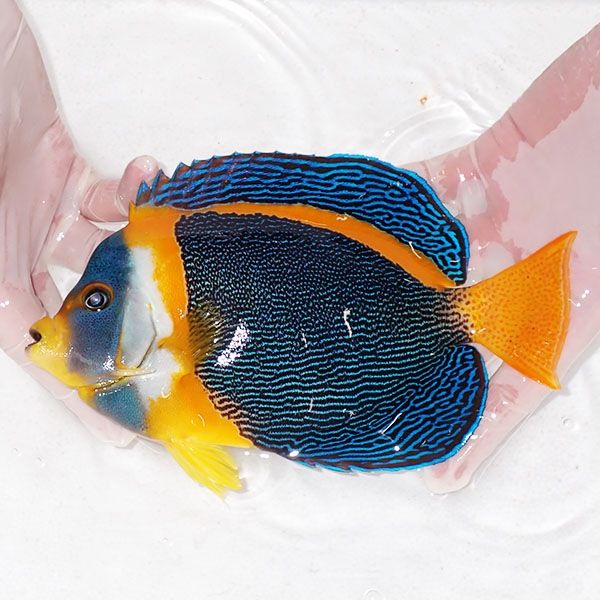 【現物6】スクリブルドエンゼル オス個体 20.5cm±! 海水魚 ヤッコ 15時...