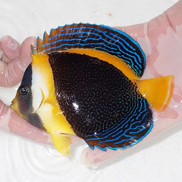 【現物12】スクリブルドエンゼル 13cm±! 海水魚 ヤッコ 15時までのご注...