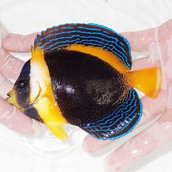 【現物13】スクリブルドエンゼル 13cm±! 海水魚 ヤッコ 15時までのご注...