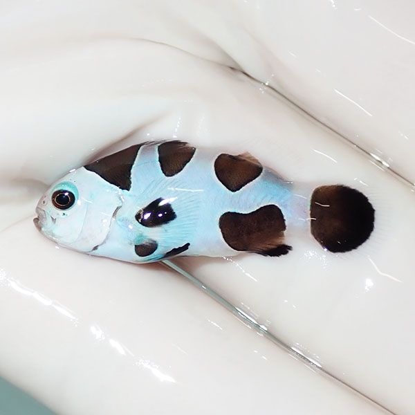 【現物3】ブラックストームクラウン 3cm± !海水魚 カクレクマノミ 15時...