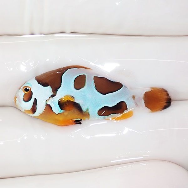 【現物2】オレンジストーム 3.8cm± ! ブリード 海水魚 カクレクマノミ(t...