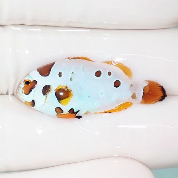 【現物3】オレンジストーム 3.5cm± ! ブリード 海水魚 カクレクマノミ(t...