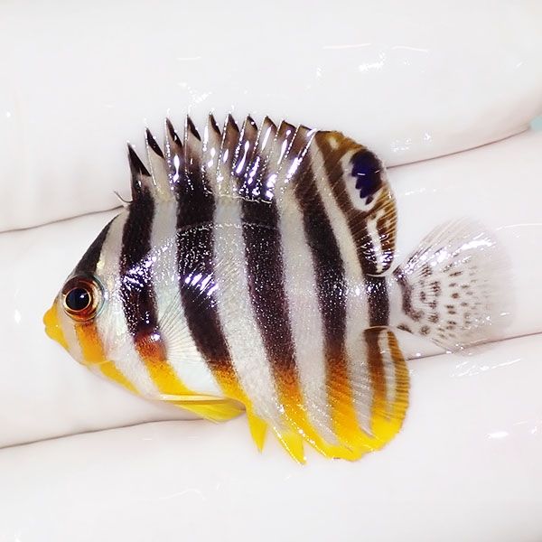 【現物4】sale シマヤッコ 3.7cm±! 海水魚 生体 15時までのご注文で当日...