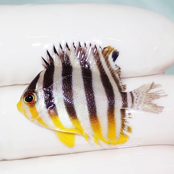 【現物5】ヒレかけ シマヤッコ 3.2cm±! 海水魚 生体 15時までのご注文で...