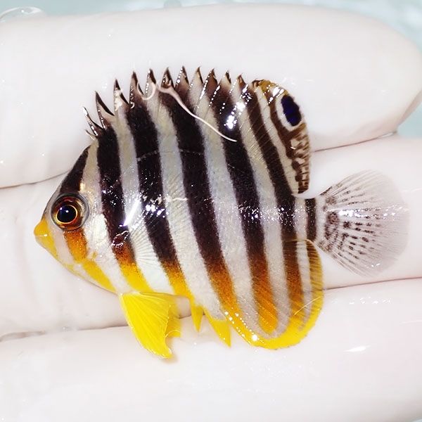 【現物1】saleシマヤッコ 4cm±! 海水魚 生体 15時までのご注文で当日発...