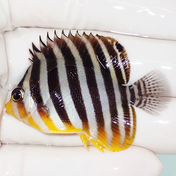 【現物8】sale シマヤッコ 5cm±! 海水魚 生体 15時までのご注文で当日発...