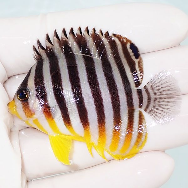 【現物13】sale シマヤッコ 5.7cm±! 海水魚 生体 15時までのご注文で当...