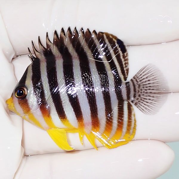 【現物11】sale シマヤッコ 5.5cm±! 海水魚 生体 15時までのご注文で当...