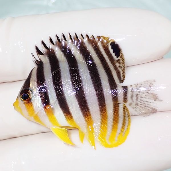 【現物6】sale シマヤッコ 4.5cm±! 海水魚 生体 15時までのご注文で当日...