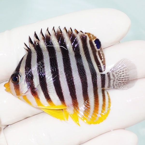 【現物7】sale シマヤッコ 5.5cm±! 海水魚 生体 15時までのご注文で当日...