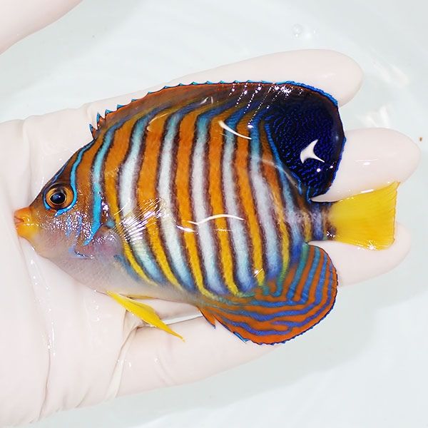 【現物1】ニシキヤッコ 10cm±!海水魚 ヤッコ15時までのご注文で当日発送...