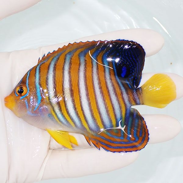 【現物2】ニシキヤッコ 9.5cm±!海水魚 ヤッコ15時までのご注文で当日発...