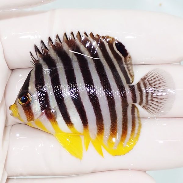 【現物14】sale シマヤッコ 5.5cm±! 海水魚 生体 15時までのご注文で当...