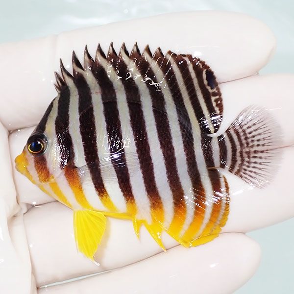 【現物16】sale シマヤッコ 6cm±! 海水魚 生体 15時までのご注文で当日...