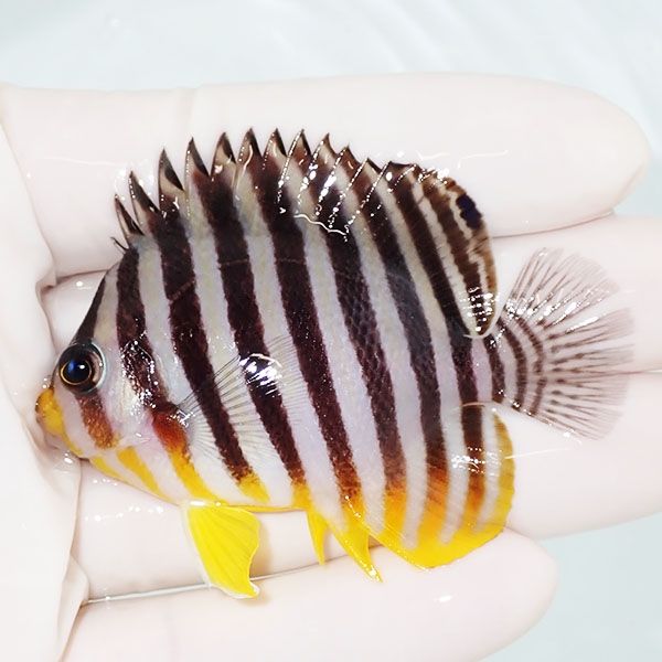 【現物17】尾びれ欠け シマヤッコ 6.5cm±! 海水魚 生体 15時までのご注...