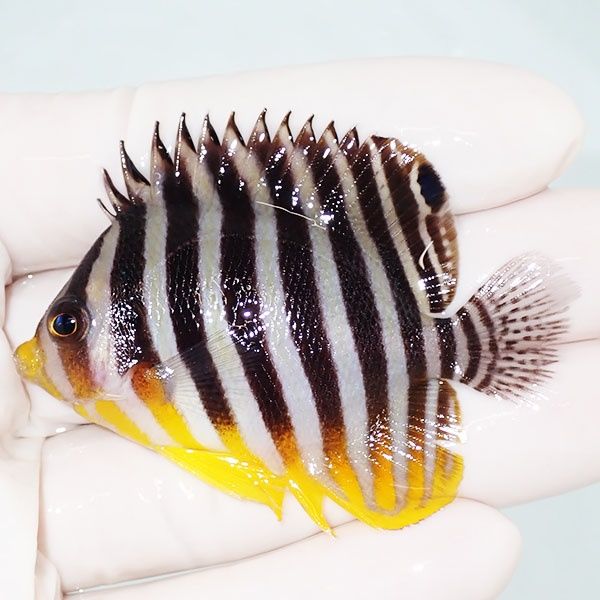 【現物18】ヒレスレ有りシマヤッコ 6cm±! 海水魚 生体 15時までのご注文...