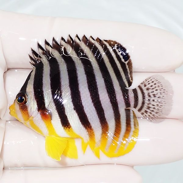 【現物19】sale シマヤッコ 5.8cm±! 海水魚 生体 15時までのご注文で当...