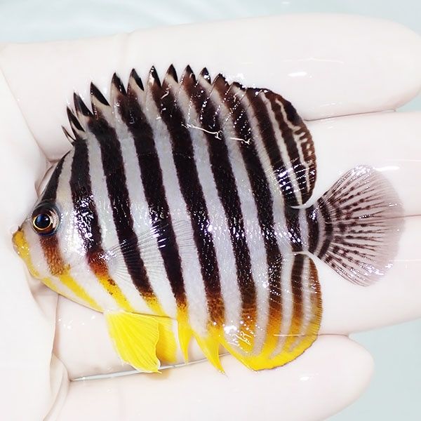 【現物20】sale シマヤッコ 6.5cm±! 海水魚 生体 15時までのご注文で当...