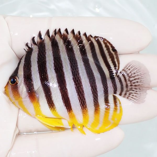 【現物23】sale シマヤッコ 7cm±! 海水魚 生体 15時までのご注文で当日...