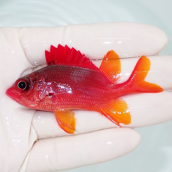 【現物1】トガリエビス 7.5cm±!海水魚 ハナダイ15時までのご注文で当日...