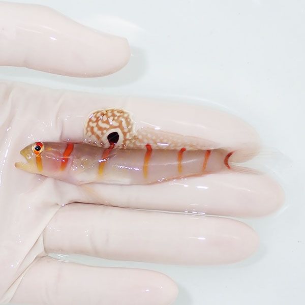 【現物】ニチリンダテハゼ big 10cm±! 海水魚 ハゼ 15時までのご注文で...